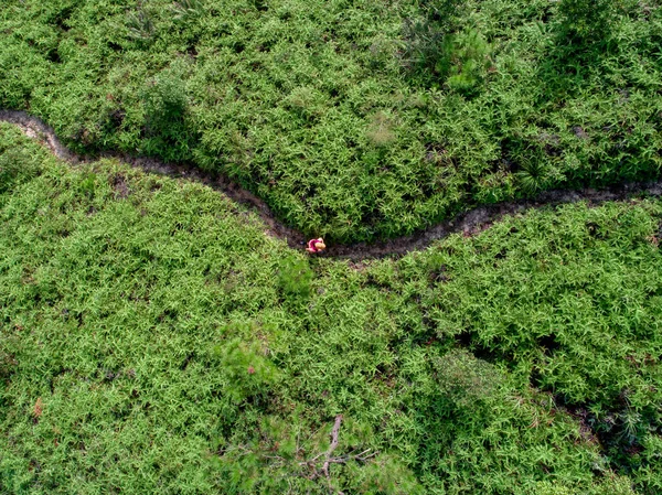Aerial view of female ultra marathon runner running on tropical rainforest trail