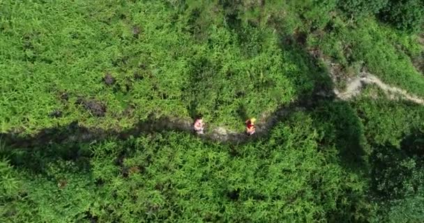 Вид Повітря Двох Спортсменів Біжать Тропічній Тропічній Лісовій Стежці — стокове відео