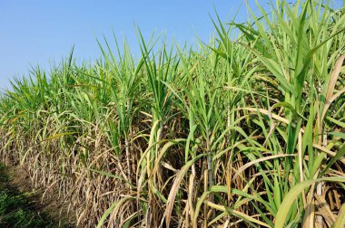 Çin ve Asya 'da mavi gökyüzüne karşı tarlada yetişen şeker kamışı bitkileri