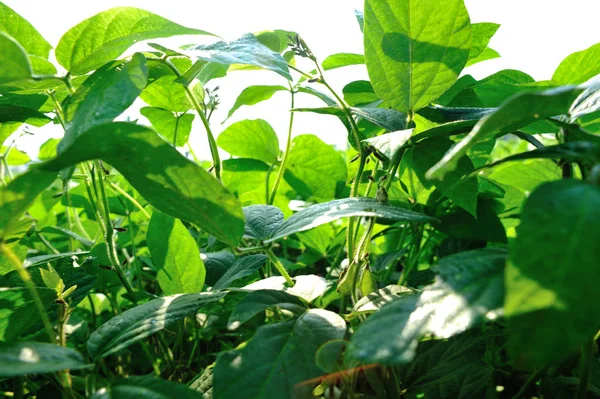 アジアのフィールドで成長中の緑大豆植物 — ストック写真