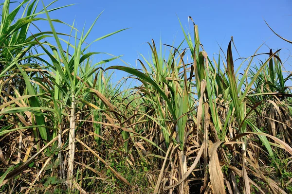 Plantas Caña Azúcar Creciendo Campo Contra Cielo Azul China Asia — Foto de Stock