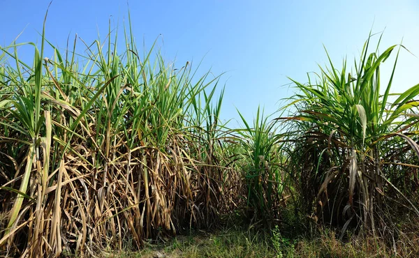 Сахарный Тростник Растет Поле Против Голубого Неба Китае Азии — стоковое фото