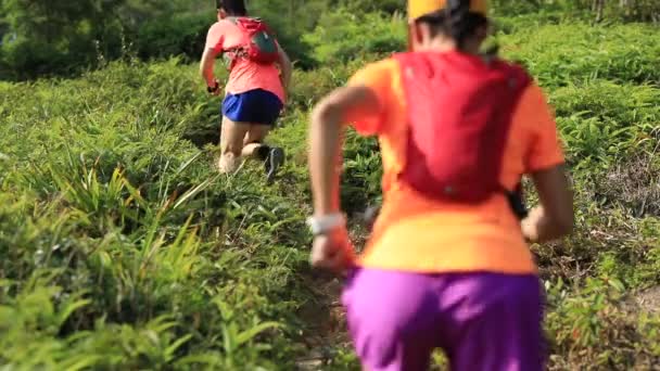 Дві Жінки Бігають Зелених Пагорбах Лісі Вид Ззаду — стокове відео