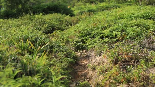 Duas Mulheres Corredoras Correndo Colinas Verdes Floresta — Vídeo de Stock