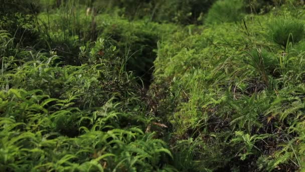 Entrenamiento Corredor Ultramaratón Femenino Verdes Colinas Cubiertas Hierba — Vídeos de Stock