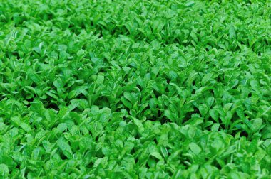 Sebze bahçesinde yeşil turp yapraklı bitkiler yetişiyor.