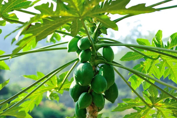 Frutti Papaia Verde Che Crescono Albero Tropicale — Foto Stock