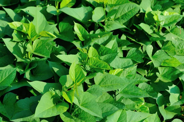 Feuilles Patate Douce Verte Croissance Champ — Photo