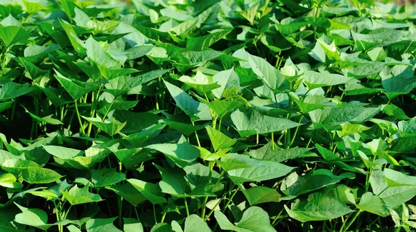 Grüne Süßkartoffelblätter Wachstum Auf Dem Feld — Stockfoto