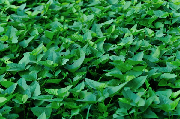 Green Sweet Potato Leaves Growth Field — ストック写真