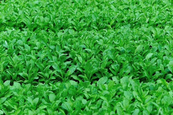 Rábano Verde Plantas Hoja Crecimiento Huerto — Foto de Stock