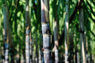 Close-up of sugarcane plants growing at Asian field clipart