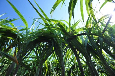 Asya 'da yetişen şeker kamışı bitkilerinin manzarası