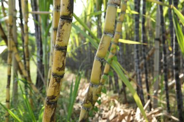 Asya tarlasında yetişen şeker kamışı bitkilerinin yakın çekimi