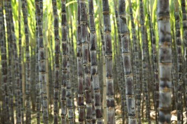 Asya 'da yetişen şeker kamışı bitkilerinin manzarası