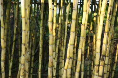 Asya tarlasında yetişen şeker kamışı bitkilerinin yakın çekimi