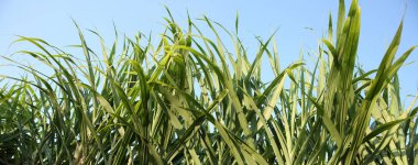 Asya 'da yetişen şeker kamışı bitkilerinin manzarası