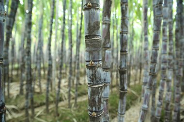 Asya tarlasında yetişen şeker kamışı bitkilerinin yakın çekimi