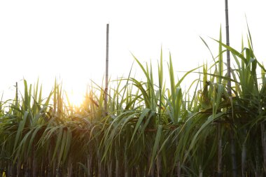 Asya 'da yetişen şeker kamışı bitkilerinin manzarası
