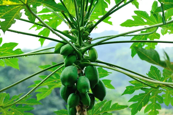 Frutti Papaia Verde Che Crescono Albero Tropicale — Foto Stock