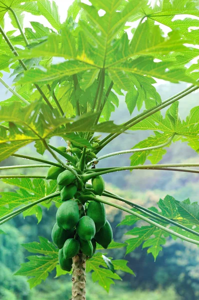 Frutti Papaia Verde Che Crescono Albero Tropicale — Foto Stock