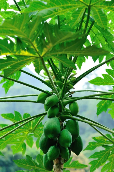 Green Papaya Fruits Growing Tree Asia — ストック写真