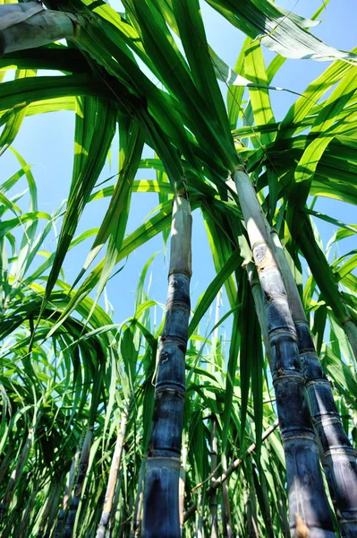 Scenery Sugarcane Plants Growing Asian Field — Stock Photo, Image