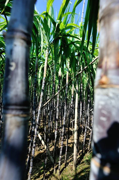 Primer Plano Las Plantas Caña Azúcar Que Crecen Campo Asiático — Foto de Stock