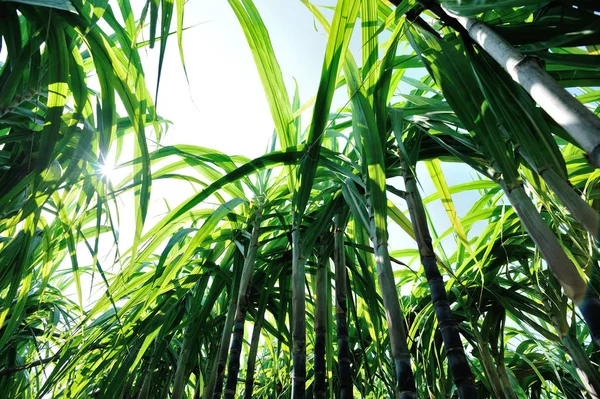 Cenário Plantas Cana Açúcar Crescendo Campo Asiático — Fotografia de Stock