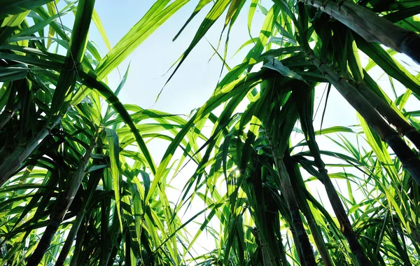 Paisaje Plantas Caña Azúcar Creciendo Campo Asiático — Foto de Stock
