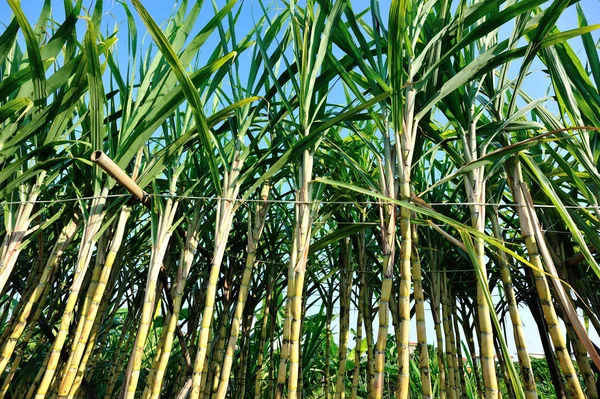 Декорации Растений Сахарного Тростника Растущих Азиатском Поле — стоковое фото