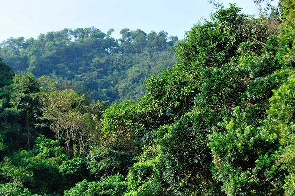 Amazing Tropical Verde Paisagem Floresta Outonal Sul China — Fotografia de Stock