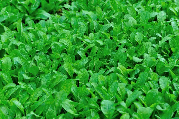 Zelená Ředkvička Listové Rostliny Růstu Zeleninové Zahradě — Stock fotografie