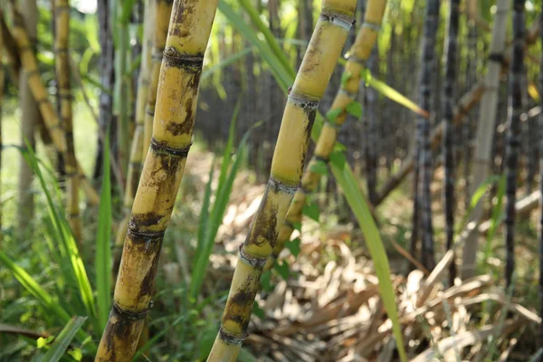 在亚洲田里生长的甘蔗植物的特写 — 图库照片