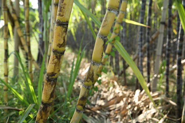 Close Sugarcane Plants Growing Asian Field — Stock Photo, Image
