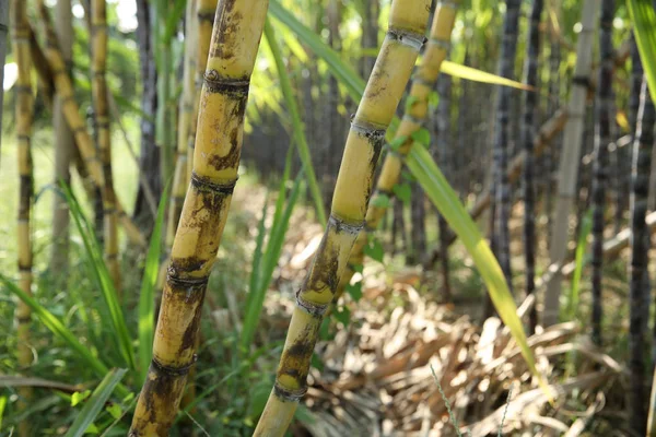 在亚洲田里生长的甘蔗植物的特写 — 图库照片