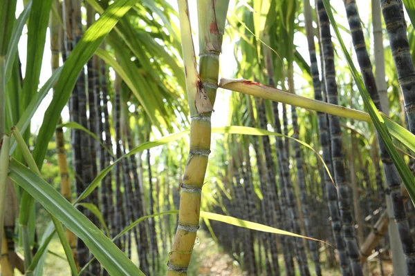 Крупный План Выращивания Сахарного Тростника Азиатском Месторождении — стоковое фото