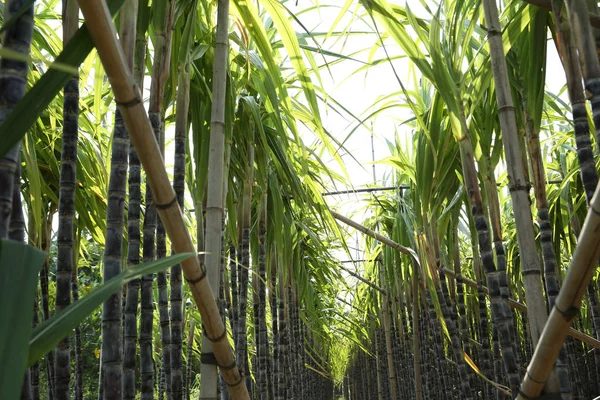 Paysage Plantes Canne Sucre Poussant Dans Champ Asiatique — Photo