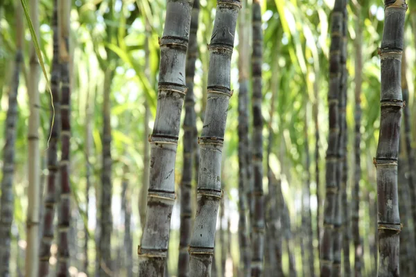 Close Sugarcane Plants Growing Asian Field — Stock Photo, Image