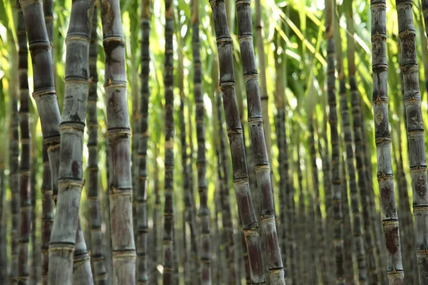 아시아 밭에서 자라는 사탕수수를 가까이 재배하는 — 스톡 사진
