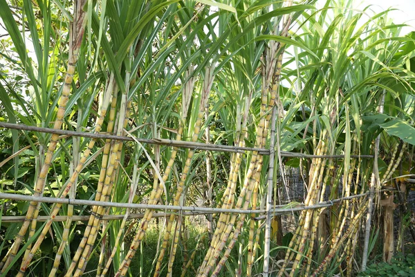 Asya Yetişen Şeker Kamışı Bitkilerinin Manzarası — Stok fotoğraf
