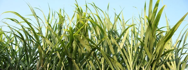 Primer Plano Las Plantas Caña Azúcar Que Crecen Campo Asiático —  Fotos de Stock