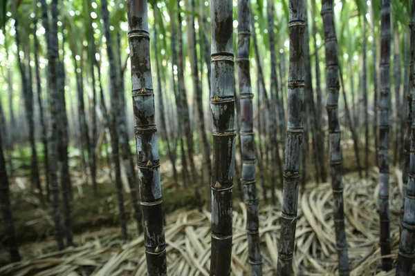 Primo Piano Delle Piante Canna Zucchero Che Crescono Campo Asiatico — Foto Stock