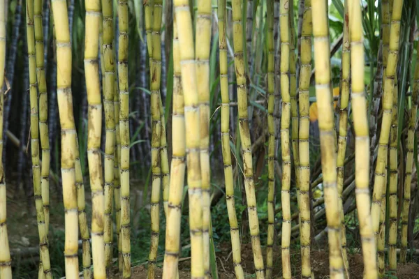 Nærvær Sukkerrørplanter Som Vokser Asiatisk Mark – stockfoto