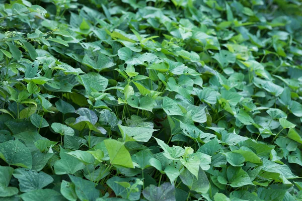Πράσινα Φύλλα Γλυκοπατάτας Ανάπτυξη Στον Αγρό — Φωτογραφία Αρχείου