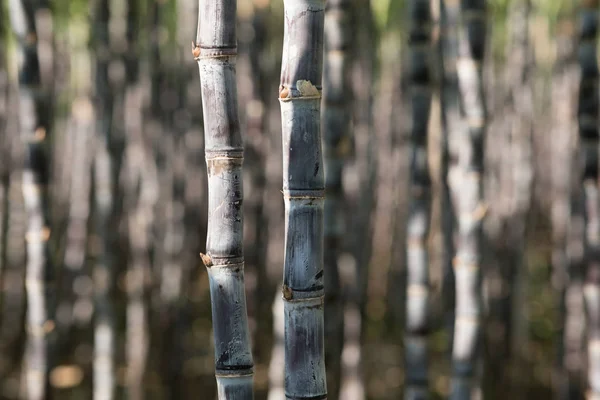 Primer Plano Las Plantas Caña Azúcar Que Crecen Campo Asiático —  Fotos de Stock