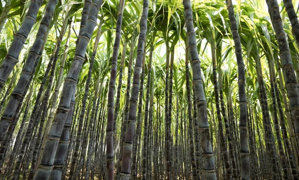 Paysage Plantes Canne Sucre Poussant Dans Champ Asiatique — Photo