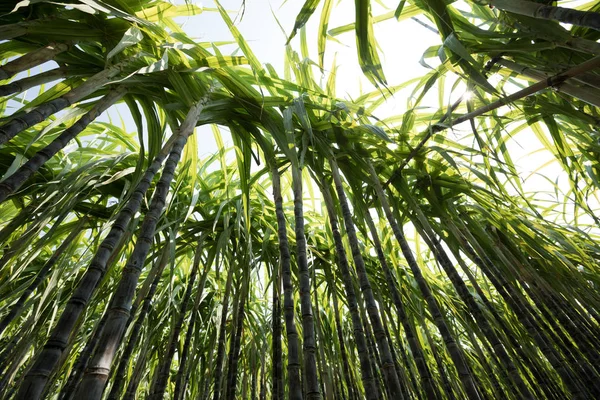 Asya Yetişen Şeker Kamışı Bitkilerinin Manzarası — Stok fotoğraf