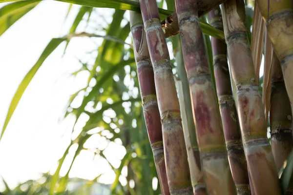 Primo Piano Delle Piante Canna Zucchero Che Crescono Campo Asiatico — Foto Stock