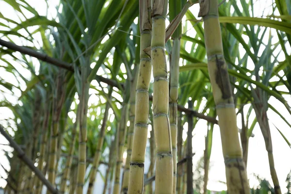 Primer Plano Las Plantas Caña Azúcar Que Crecen Campo Asiático — Foto de Stock